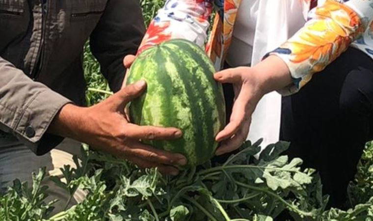 Karpuzun kilosu böyle giderse 20 lirayı geçer
