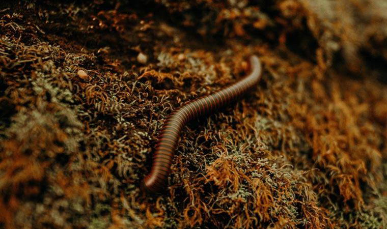 Bilim insanları, bir solucan türünün 'plastik' yiyebildiğini keşfetti