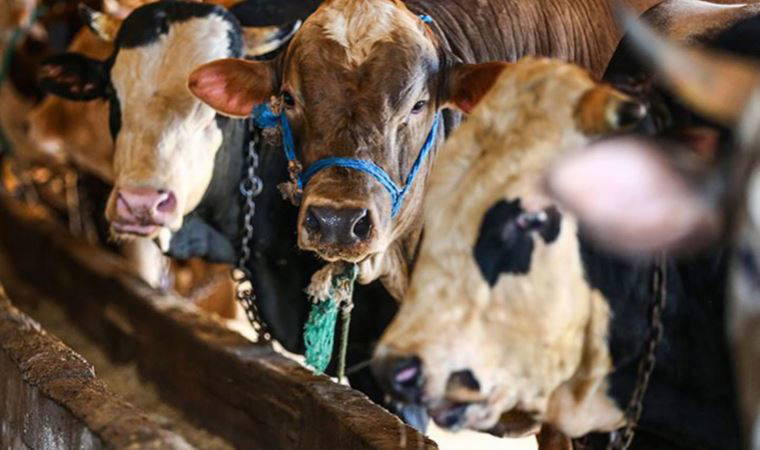 'Ari' bölgeye 'hastalık' köprüsü