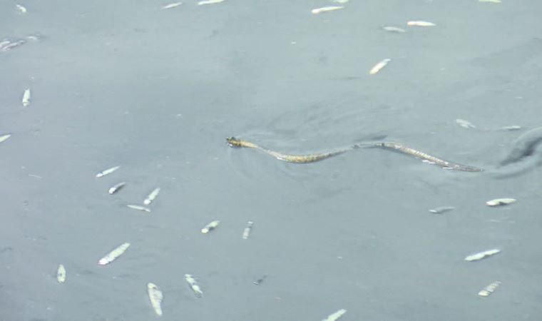 Silivri'de balık ölümlerine inceleme (12 Haziran 2022) (Video Haber)