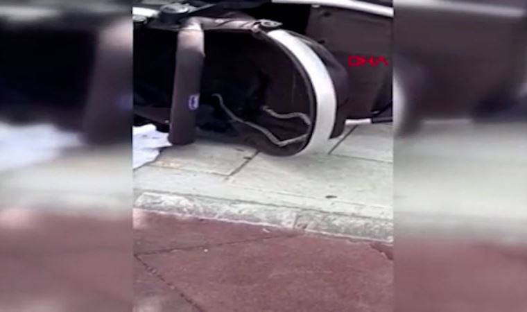 Antalya'da bebek arabasındaki yılan parkta panik yarattı