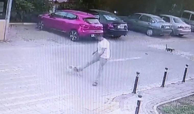 Silivri'de tepki çeken görüntü: Köpeğe tekme attı! (03 Haziran 2022) (Video Haber)