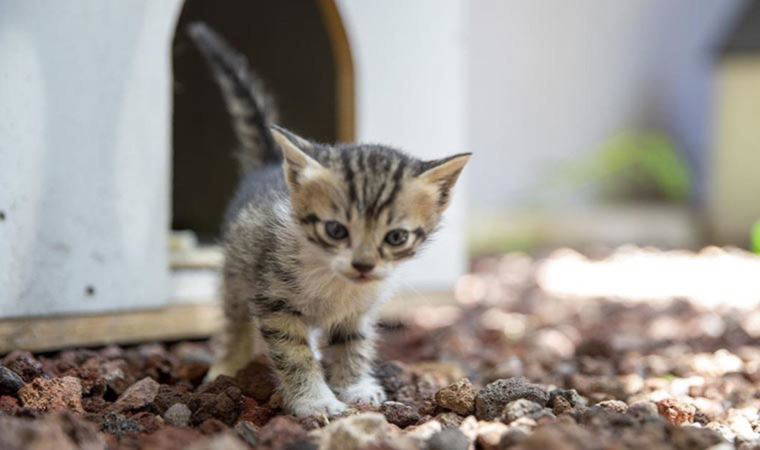Ankara Adliyesi'nde sahipsiz hayvanlar için 'kedi sokağı' ve 'köpek sitesi' inşa edildi
