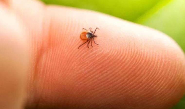 Bingöl'de 5 yılda 97 KKKA vakası: İl Sağlık Müdürü önemli uyarılarda bulundu!