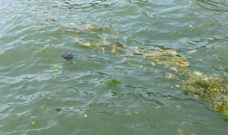 Zehirli denizanası paniği: Bursa'da da görüldü