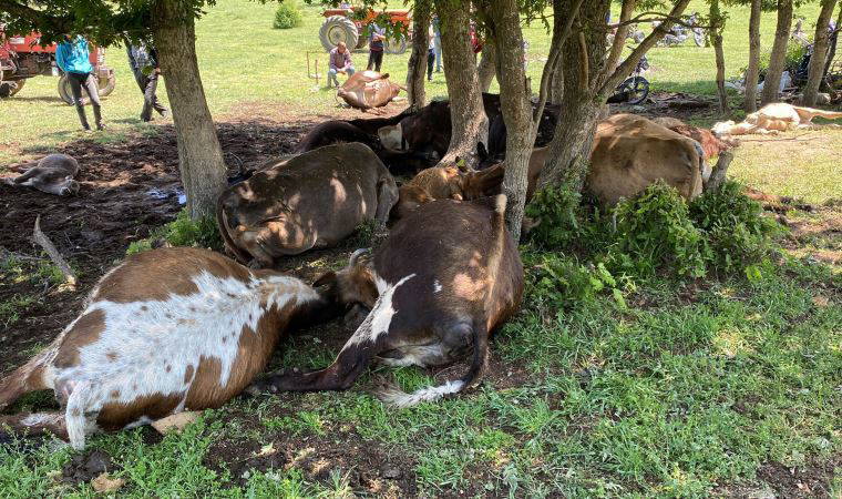 Caddebostan Sahili'nde tekmeli yumruklu kavga