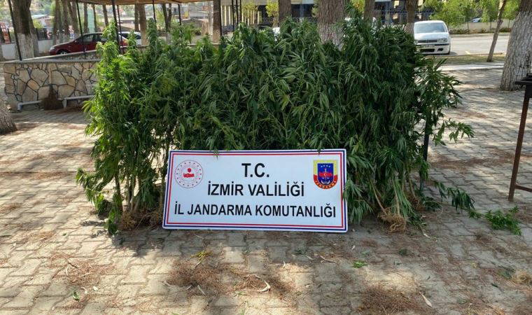 İzmir'de 3 bin kök Hint keneviri ele geçirildi: 18 kişi gözaltına alındı