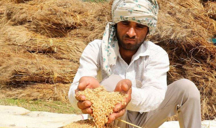 Hindistan'ın buğday ihracatı yasağı dünyayı nasıl etkiledi?