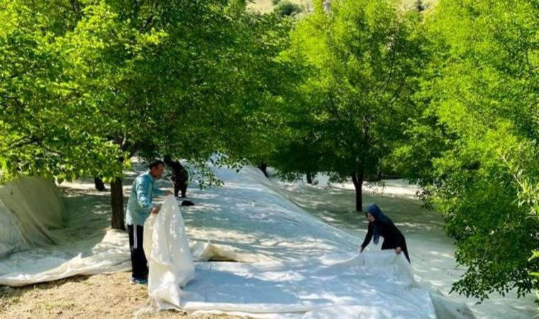 Tescilli Ulukale dutunda çalışmalar başladı