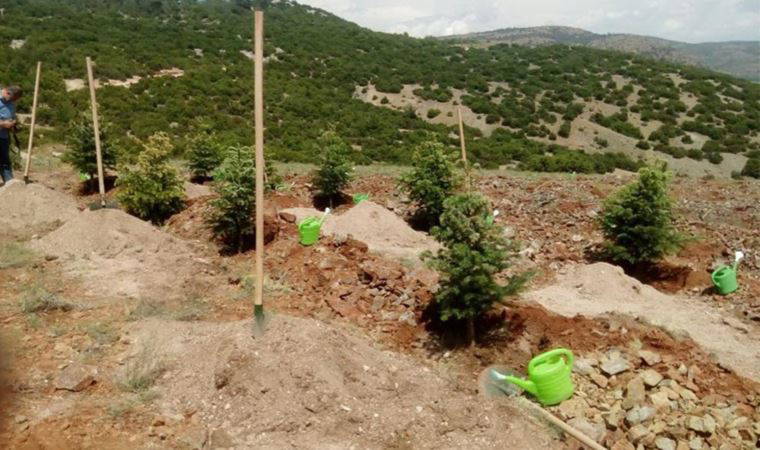 ‘Türkiye’nin Maldivleri’nde yeni tehlike: Salda’ya yanlış fidan diktiler