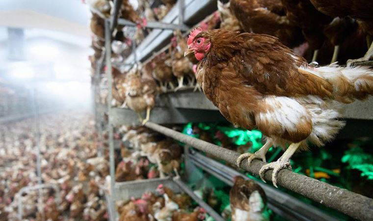 Kuş gribi alarmı... DSÖ duyurdu: 120 bin kümes hayvanı öldü