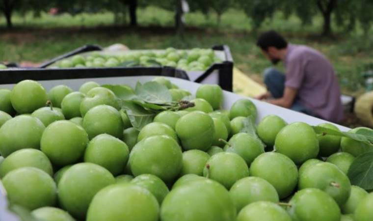 'Eşme eriği'nde çiftçilerin hasat mesaisi başladı