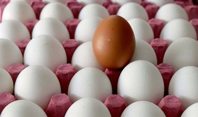 Yumurta üreticileri anlattı