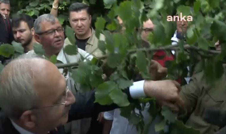 Fındık üreticisi Kılıçdaroğlu'na isyan etti: 'Açıkça bir vurgun ve soygun yaşanıyor'