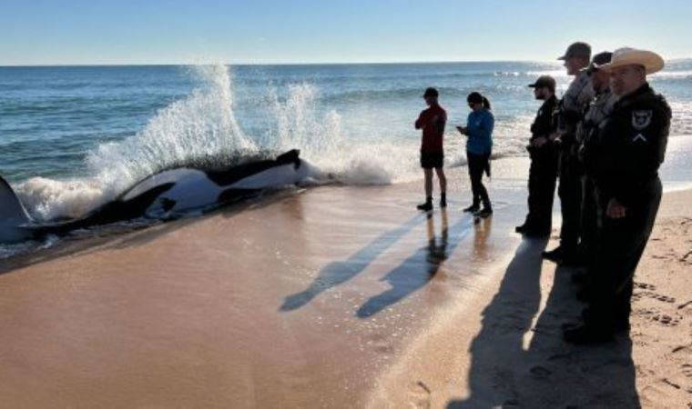 İlk kez bir katil balina karaya vurdu