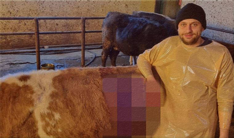İneğin karnından bir avuç çivi çıktı