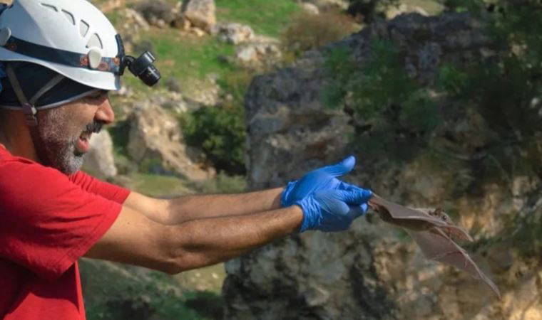 Doç. Dr. Yorulmaz: 'Kozan'daki dev yarasalar zararsız'