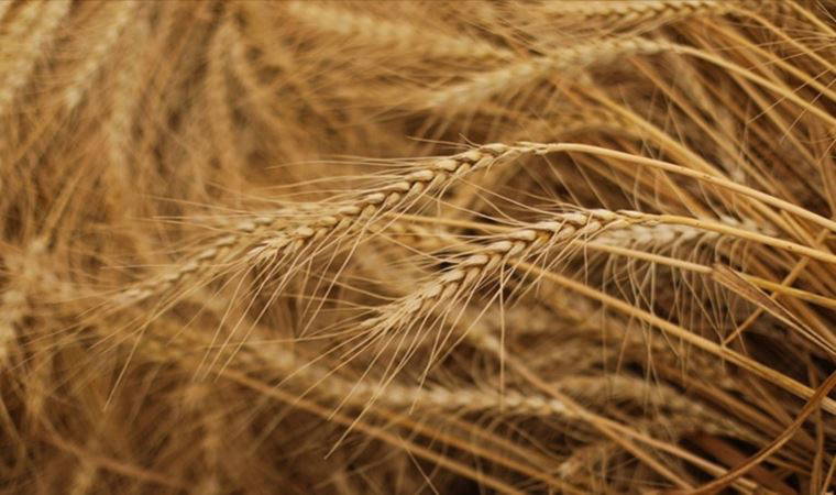 İklim bilimci Murat Türkeş:' Tahıllarda çimlenmeyi bırakın çürüme de başladı'