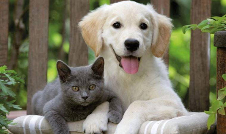 'Hayvanların paraziter iğneleri yaptırılmalı'