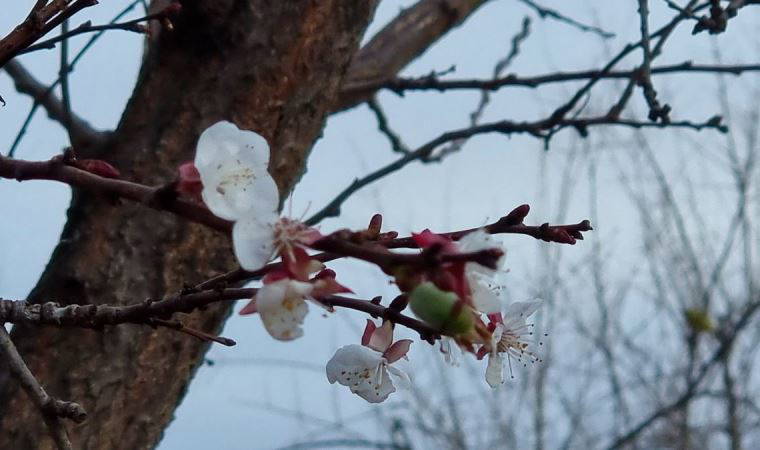 Kayısı ağacı kış ortasında çiçek açıp meyve verdi