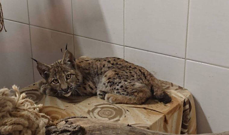 Yozgat'tan Ankara'ya uzanan vaşak kurtarma operasyonu