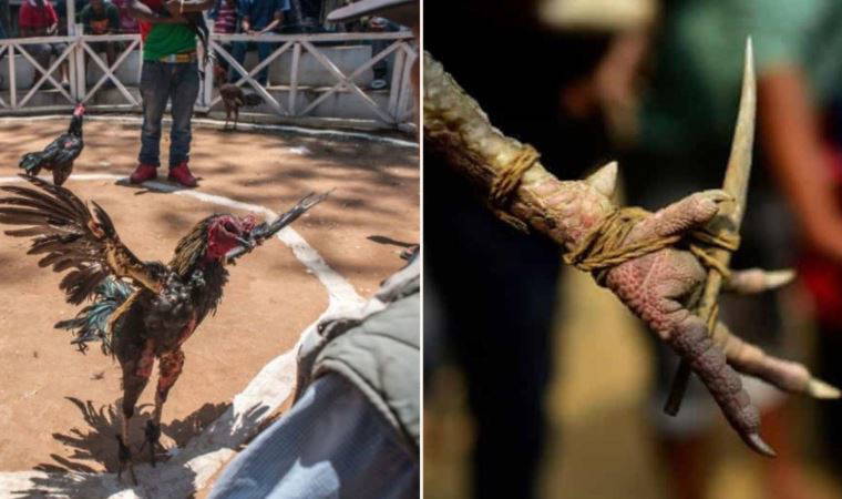 Bahisçileri kesip, biçti...