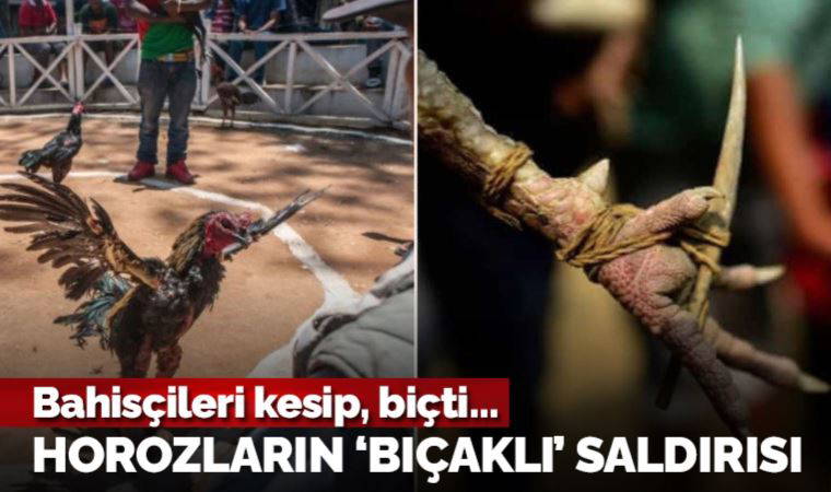 Horoz dövüşünde, horozların saldırısına uğrayan iki bahisçi hayatını kaybetti