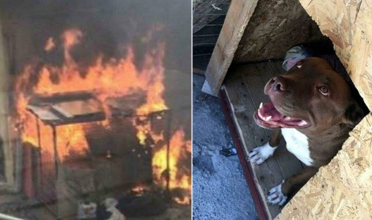 Şila isimli köpeği kulübesinde yakarak öldüren sanığa indirimli 1 yıl 8 ay hapis