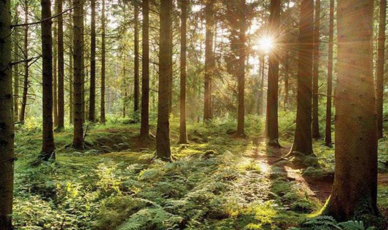 Uzmanlara göre iklim kriziyle mücadele için karbon yakalama teknolojilerine daha fazla yatırım yapılmalı