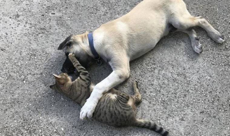 Evcil hayvanlara çip uygulamasında süre doldu, sokağa terk edilmeler arttı!