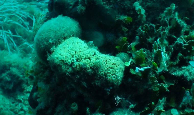 Prof. Dr. Öztürk'ten 'mercan avcılığı' tepkisi: 'İstanbul'daki büyük akvaryumlara veriliyor...'