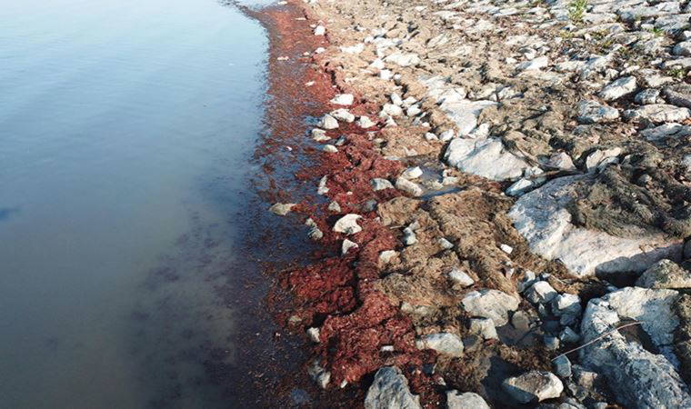 Görüntüler İzmit Körfezi'nden... Sahil 'kırmızıya' büründü
