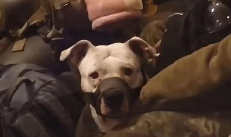 'Azovstal'ın ünlü pitbullu'