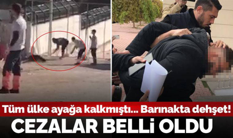 Son Dakika... Konya'da hayvan barınağında katliam: Cezaları belli oldu