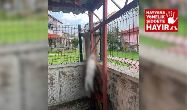 Şiddette cezasızlık devam ediyor