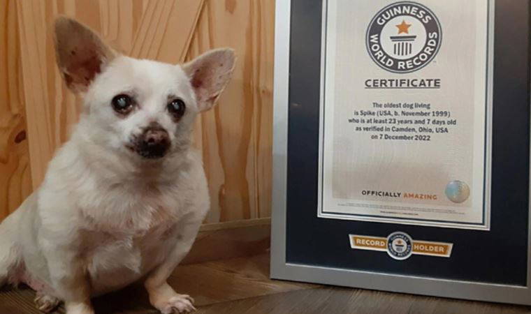 Otoparkta bulundu, yaşayan 'en yaşlı köpek' unvanını ele geçirdi