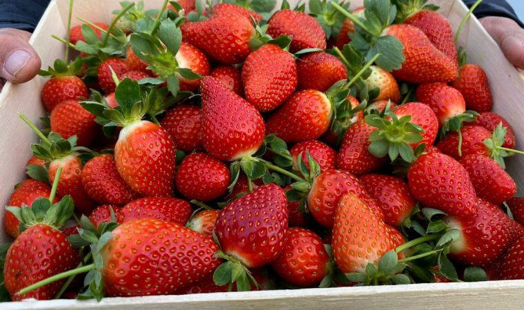 Kırmızı elmas 'çilek' seralarında hasat telaşı