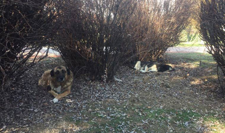 Ankara'da parktaki 'köpek kulübelerinin' kaldırılmasına tepki: 'Yaşam hakları ellerinden alınmamalı'