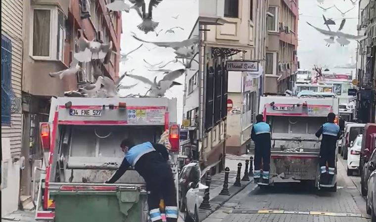Kadıköy'de martıların 'çöp kamyonuna' yemek akını