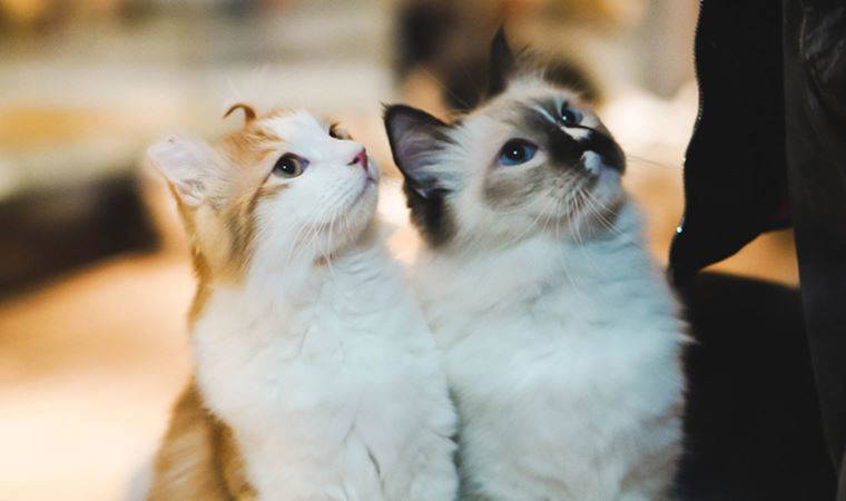 Sivas'ta veteriner hekim kediler için 'online kan bankası' oluşturdu