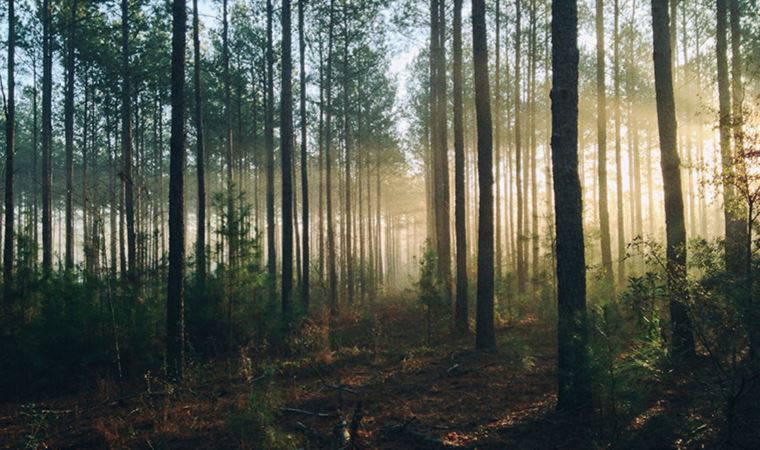 'Kuraklık' orman varlığını ve biyoçeşitliliği de tehdit ediyor