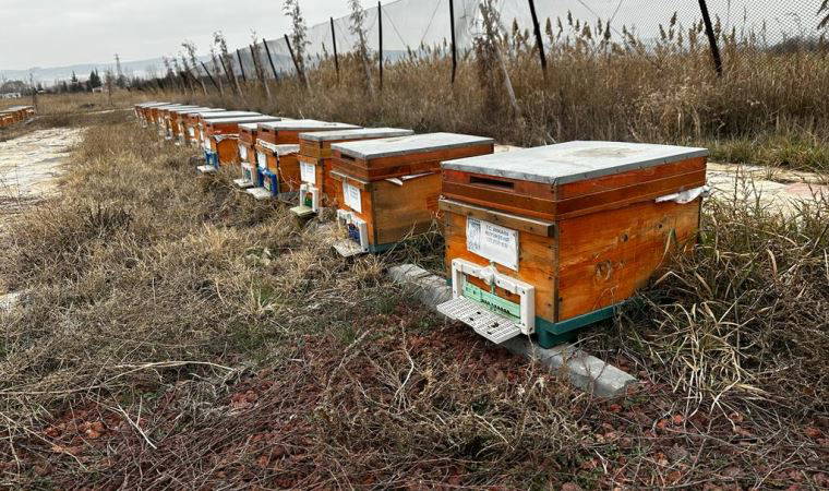Kış uykusuna yatmayan arılara takviye gıda