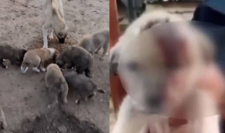 Erzincan Belediyesi'ne ait hayvan barınağında tepki çeken görüntülere soruşturma