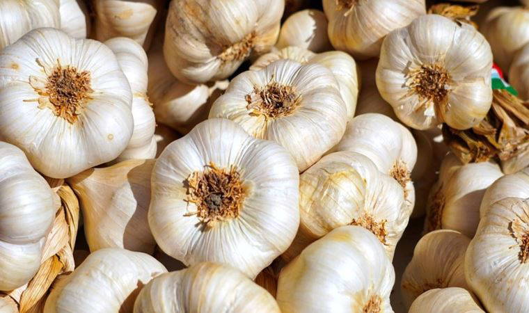 Sarımsaklar çürüyorsa böyle saklayın! Aylarca bozulmuyorlar