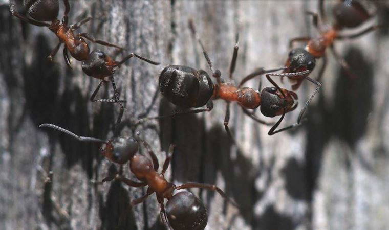 'Karıncalar ayırt edebiliyor...'