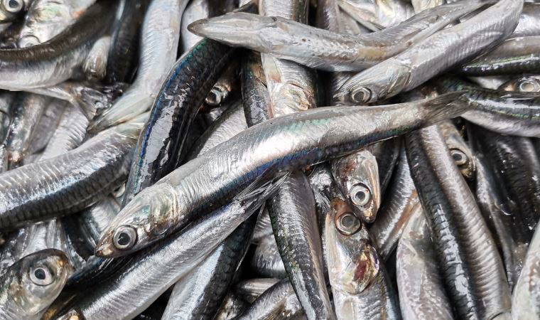 Hamsi bollaştı, fiyatı yarı yarıya düştü