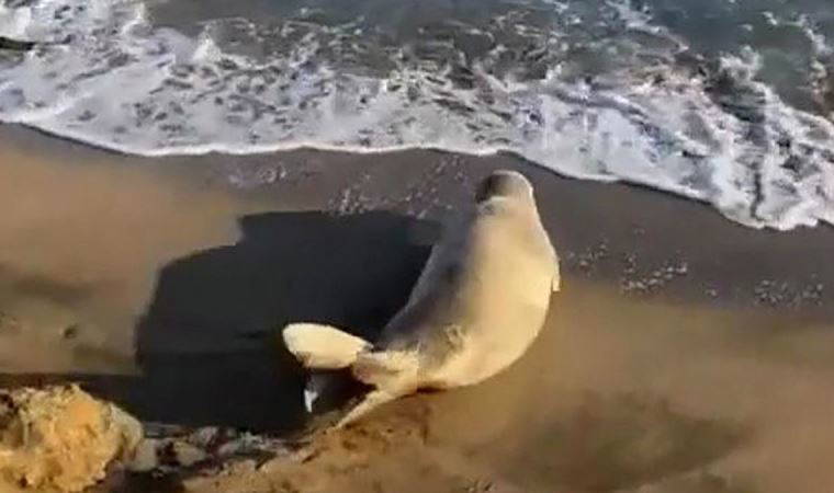 Koruma altına alınan Akdeniz foku Adana'da görüldü