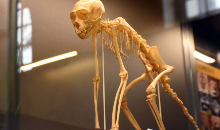 'Doğa Tarihi Müzesi'nde 734 hayvan ile 2 bine yakın bitki sergileniyor