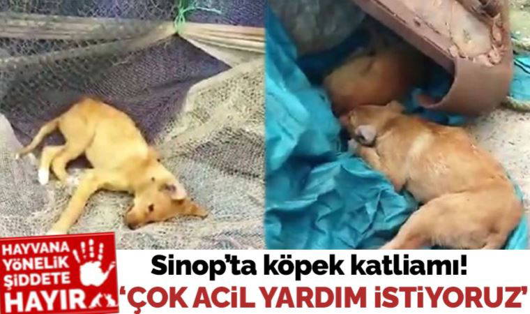 Sinop'ta köpek katliamı: 'Çok acil yardım istiyoruz'