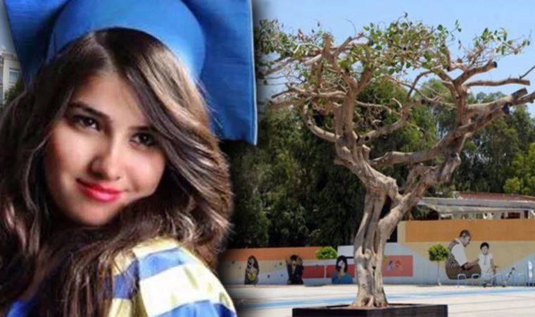 Özgecan Aslan Meydanı'ndaki yarım asırlık ağacı 'asitle' zehirlemişlerdi: 3 sanığın cezası 'paraya' çevrildi